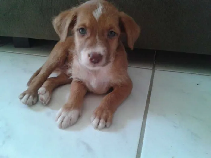 Cachorro raça Indefinida idade Abaixo de 2 meses nome Sem nome