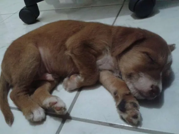 Cachorro raça Indefinida idade Abaixo de 2 meses nome Sem nome