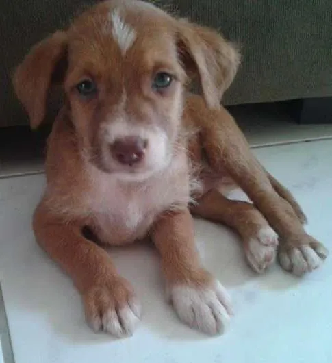 Cachorro raça Indefinida idade Abaixo de 2 meses nome Sem nome