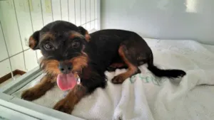 Cachorro raça Mix York idade 1 ano nome Fred