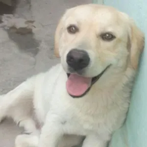 Cachorro raça labrador idade 1 ano nome thor GRATIFICA