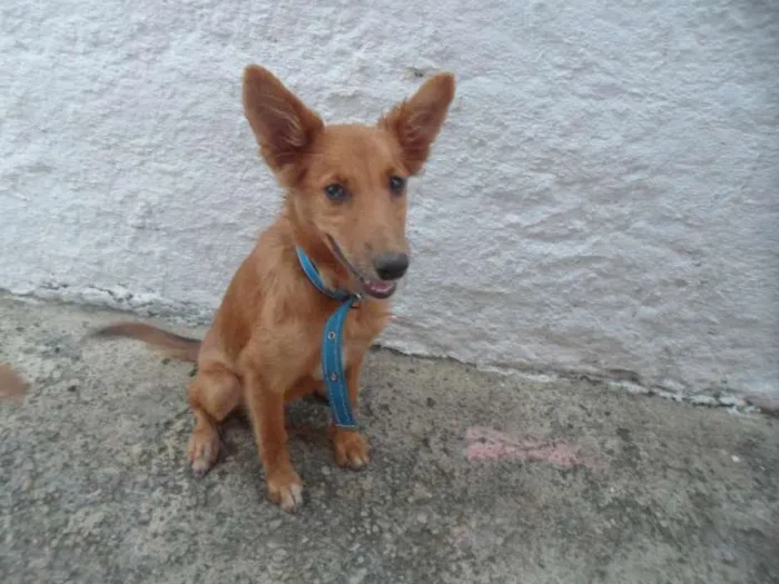 Cachorro ra a pastor mestiça idade 2 a 6 meses nome nina