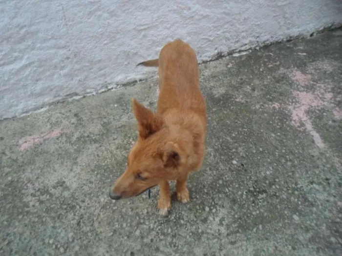 Cachorro ra a pastor mestiça idade 2 a 6 meses nome nina