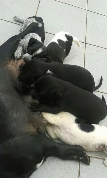 Cachorro ra a vira lara idade Abaixo de 2 meses nome Doação Filhotes