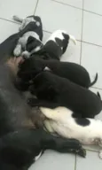 Doação Filhotes