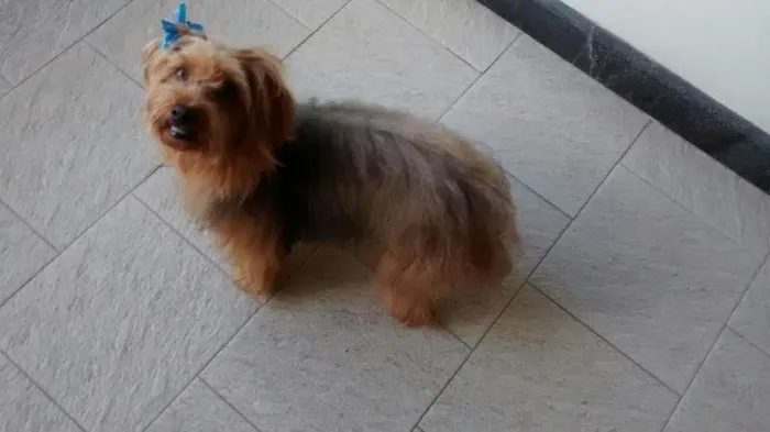Cachorro raça Yorkshire idade 3 anos nome LUA GRATIFICA