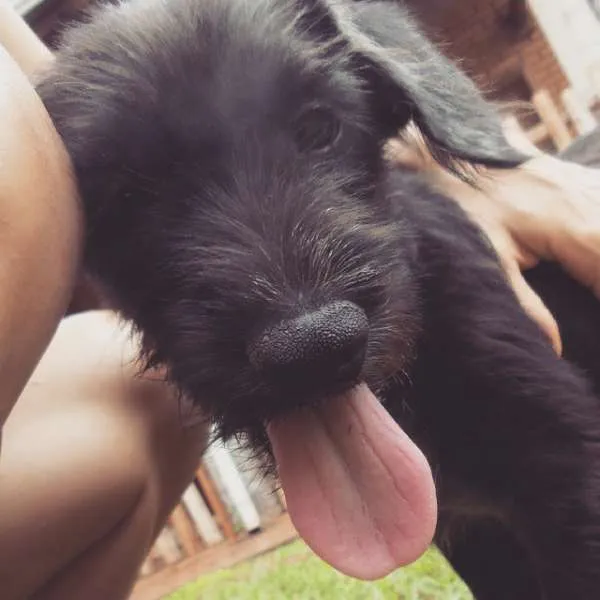 Cachorro ra a SRD idade 2 a 6 meses nome Bilú