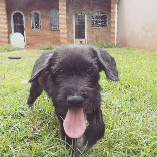 Cachorro ra a SRD idade 2 a 6 meses nome Bilú
