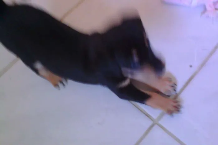 Cachorro ra a SRD idade Abaixo de 2 meses nome 1/2 quilo