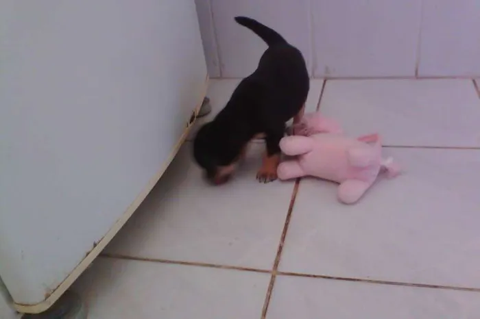 Cachorro ra a SRD idade Abaixo de 2 meses nome 1/2 quilo