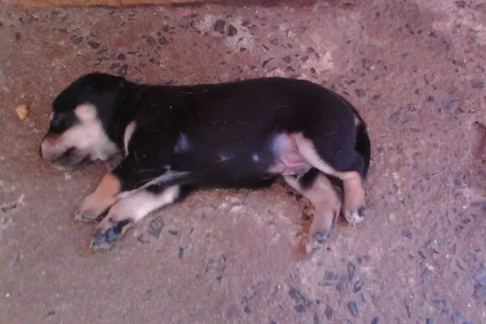 Cachorro ra a SRD idade Abaixo de 2 meses nome 1/2 quilo