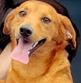 Cachorro ra a  idade 1 ano nome OZZY PEQUENINO