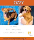 OZZY PEQUENINO