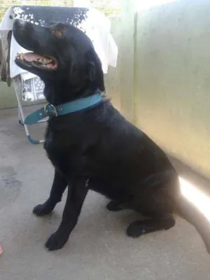 Cachorro raça Labrador idade 5 anos nome Marvin