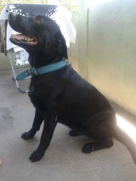 Cachorro ra a Labrador idade 5 anos nome Marvin