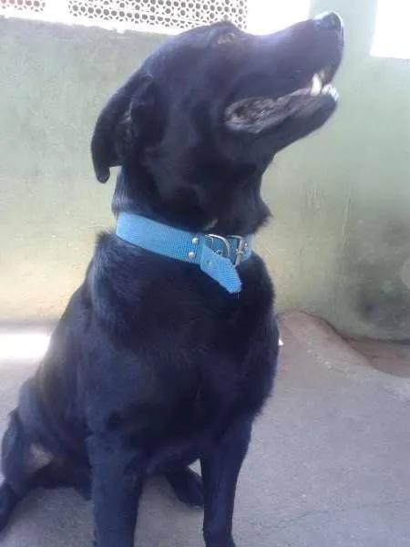 Cachorro ra a Labrador idade 5 anos nome Marvin