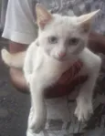 Não sei 