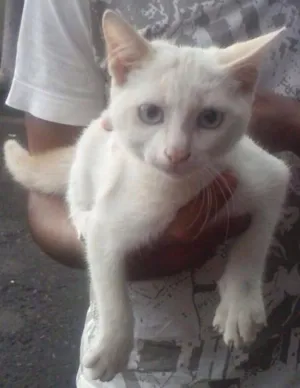 Gato raça Não sei  idade 2 a 6 meses nome Não sei 