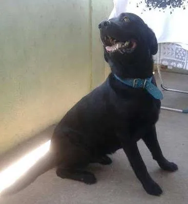 Cachorro ra a Labrador idade 5 anos nome Marvin