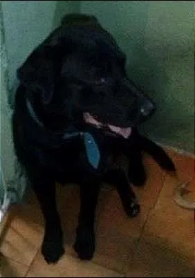 Cachorro ra a Labrador idade 5 anos nome Marvin