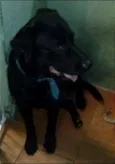 Marvin