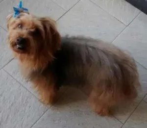 Cachorro raça Yorkshire idade 3 anos nome LUA GRATIFICA