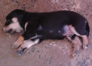 Cachorro raça SRD idade Abaixo de 2 meses nome 1/2 quilo