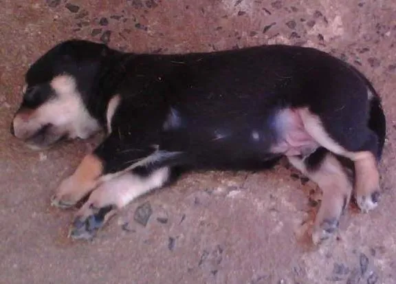Cachorro ra a SRD idade Abaixo de 2 meses nome 1/2 quilo