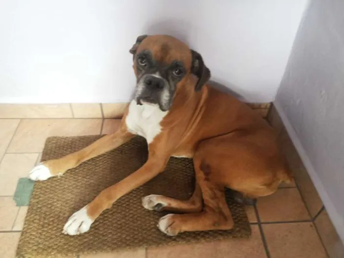 Cachorro ra a Boxer idade 2 anos nome sem nome
