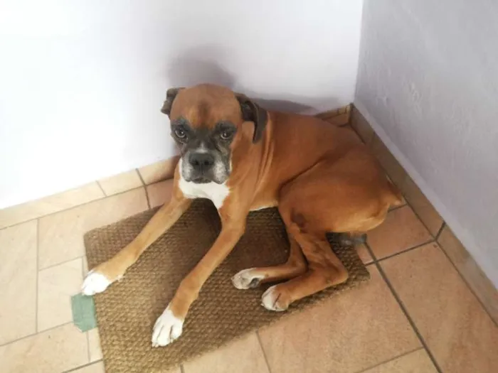 Cachorro ra a Boxer idade 2 anos nome sem nome