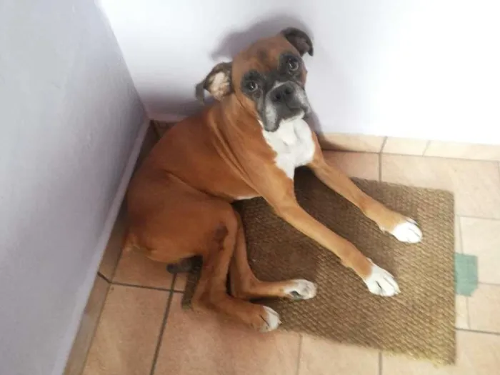 Cachorro ra a Boxer idade 2 anos nome sem nome
