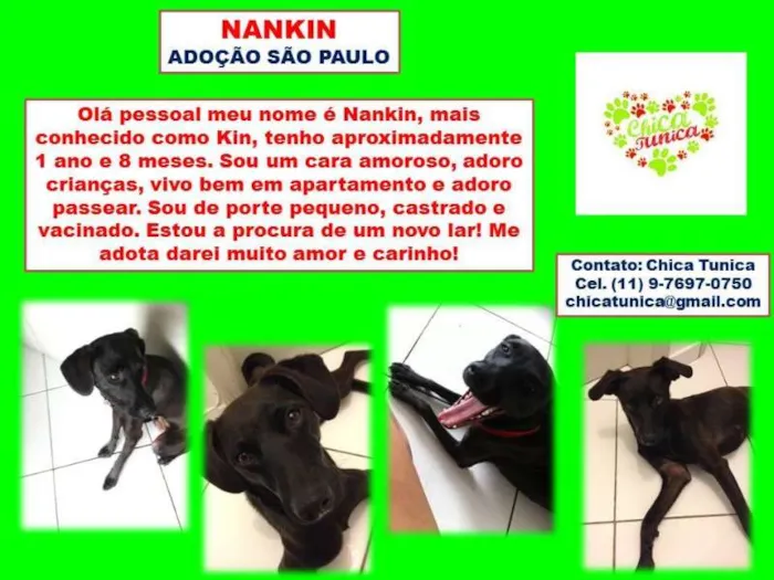 Cachorro ra a SRD idade 1 ano nome Nankin