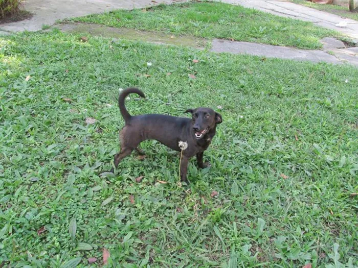 Cachorro raça SRD idade 1 ano nome kika