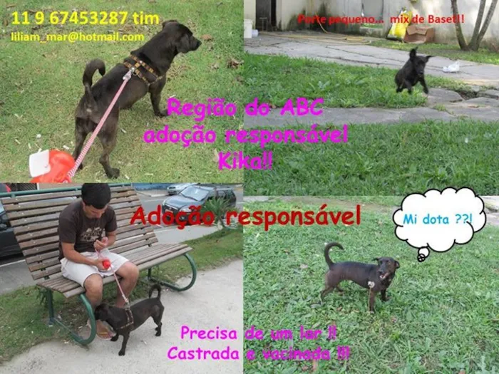 Cachorro raça SRD idade 1 ano nome kika