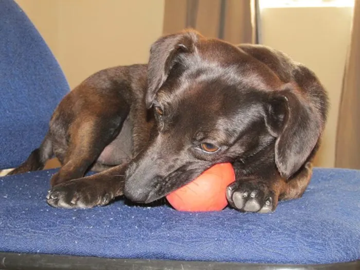 Cachorro raça SRD idade 1 ano nome kika