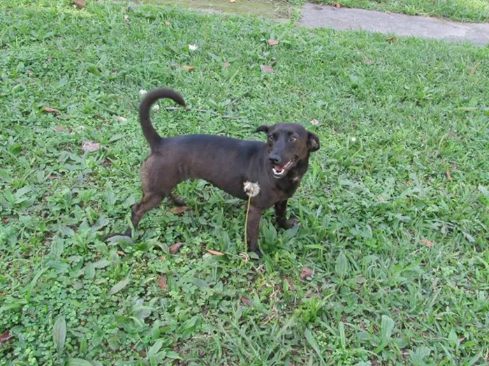 Cachorro raça SRD idade 1 ano nome kika