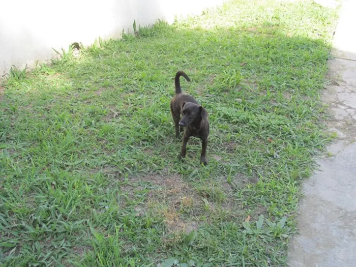 Cachorro raça SRD idade 1 ano nome kika