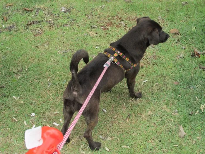 Cachorro raça SRD idade 1 ano nome kika