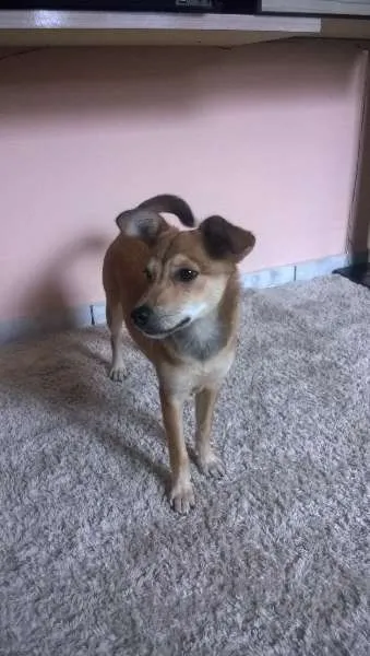 Cachorro ra a SRD idade 2 a 6 meses nome Rubi
