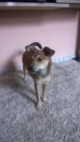 Rubi