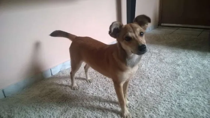Cachorro ra a SRD idade 2 a 6 meses nome Rubi