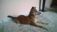 Rubi