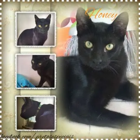 Gato ra a SRD idade 2 a 6 meses nome HONEY