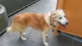 Brad pet