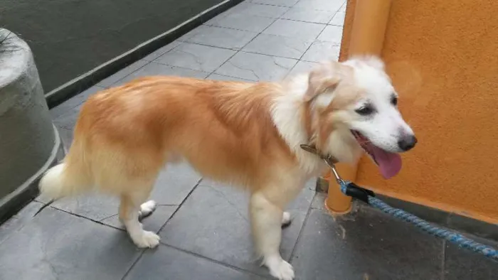 Cachorro raça SRD idade 5 anos nome Brad pet