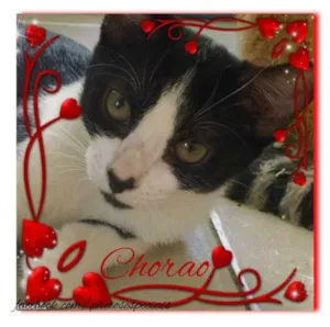 Gato raça SRD idade 2 a 6 meses nome CHORÃO