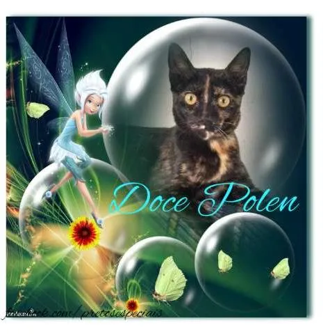 Gato ra a SRD idade 2 a 6 meses nome DOCE POLEN