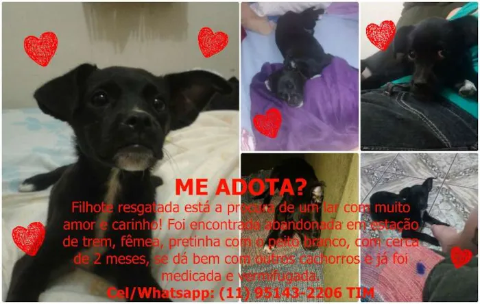 Cachorro ra a SRD idade 2 a 6 meses nome ME ADOTA?