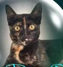 Gato raça SRD idade 2 a 6 meses nome DOCE POLEN