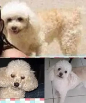 Cachorro raça Poodle idade 6 ou mais anos nome Gabi GRATIFICA